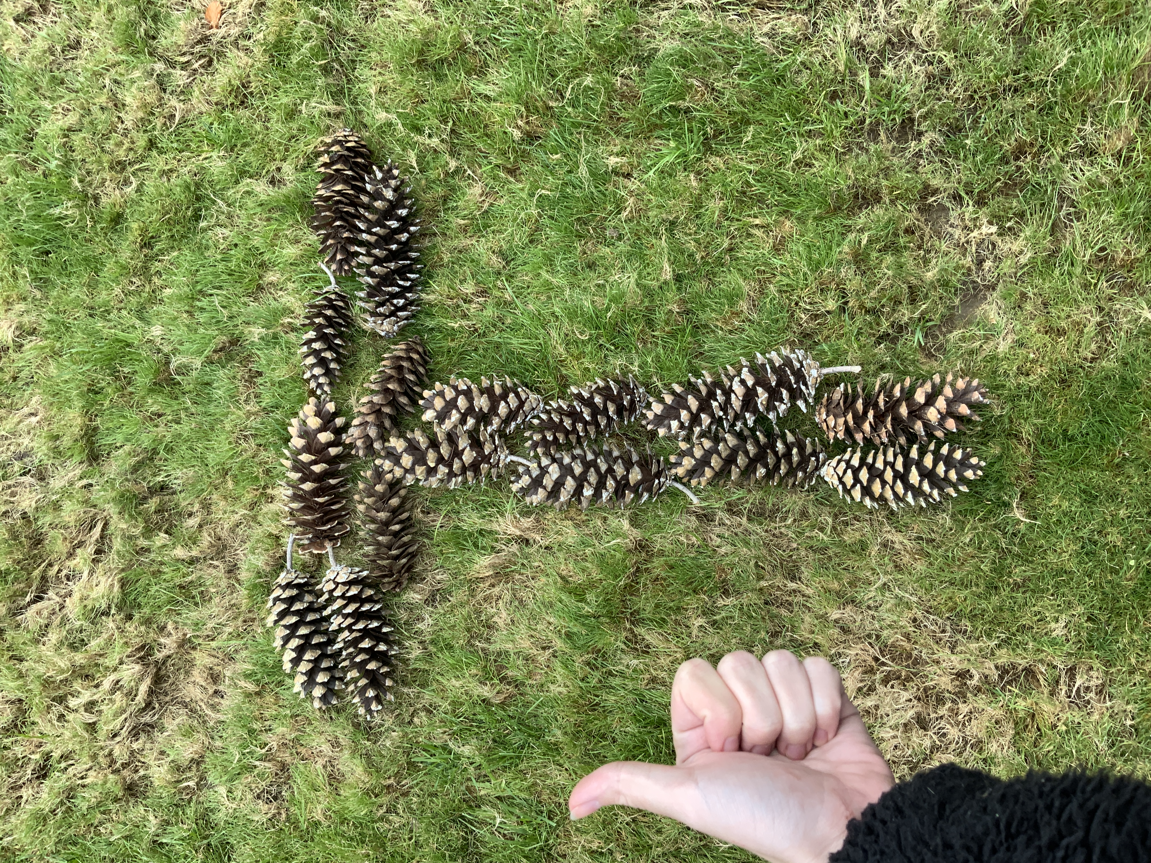 An arrangement created by natural pine cones. One pine cone is from 15 to 23 centimeters.